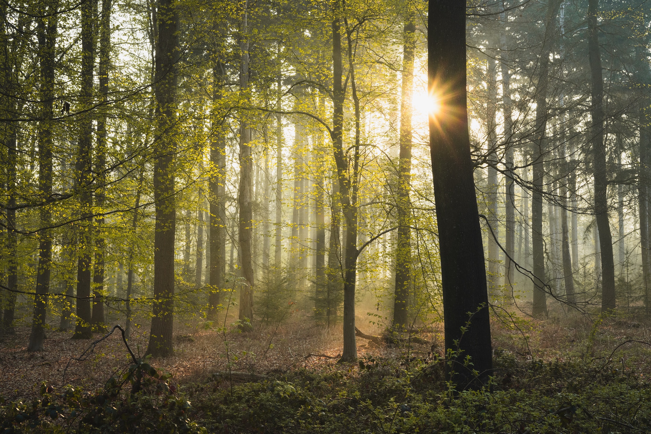 Green forest with sunlight filtering through the trees.